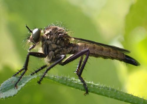 Didysmachus picipes
